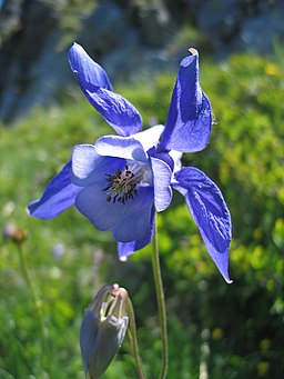 Aquilegia alpina1JUSA