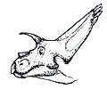 Arrhinoceratops head