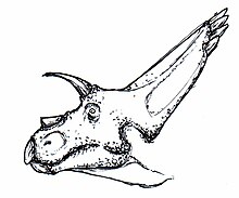 Dessin de profil de la tête d'Arrhinoceratops.