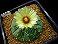 Miniatura para Astrophytum asterias