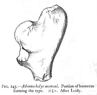 illustration of proximal end of fossil turtle femur Atlantochelys mortoni