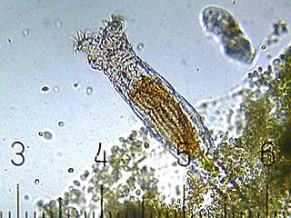 Bdelloid rotifer