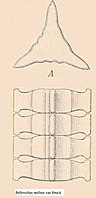 Bellerochea malleus (Engler & Prantl, 1900)