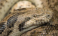 Dwarf sand boa