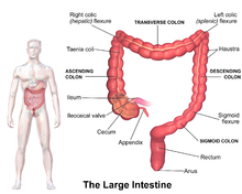 Illustration of the large intestine. Blausen 0604 LargeIntestine2.png