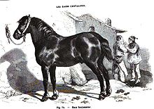 Gravure présentant le profil gauche d'un cheval massif à la robe sombre attaché à un mur par un licol; deux hommes discutent en arrière-plan.