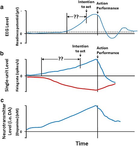 On several different levels, from neurotransmitters through neuron firing rates to overall activity, the brain seems to "ramp up" before movements. This image depicts the readiness potential (RP), a ramping-up activity measured using EEG. The onset of the RP begins before the onset of a conscious intention or urge to act. Some have argued that this indicates the brain unconsciously commits to a decision before consciousness awareness. Others have argued that this activity is due to random fluctuations in brain activity, which drive arbitrary, purposeless movements. Brain Activity Before Voluntary Action.jpg
