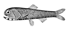 Lanternfish account for as much as 65 percent of all deep sea fish biomass and are largely responsible for the deep scattering layer of the world's oceans California headlightfish.png