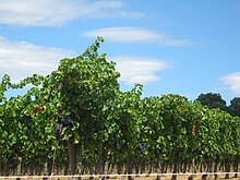 Photographie couleur représentant une vigne aux raisins noirs.