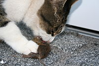 Egeret evő macska