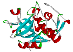 Cathepsin K 1TU6.png