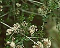 Ceanothus cuneatus