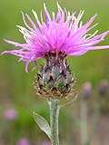 Miniatura para Centaurea maculosa