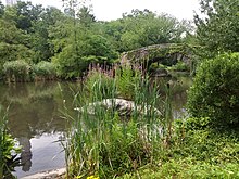 The Pond in Central Park in Manhattan, New York City Central Park, The Pond, July 30 2020 06.jpg