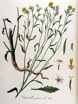 Хондрилла ситниковидная. Ботаническая иллюстрация из книги Яна Копса Flora Batava, 1800—1934