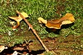 Chrysomphalina chrysophylla