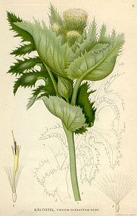 Slika mehkog čička švedskog botaničara Carla Lindmana (1856. - 1928.), u knjizi Bilder ur Nordens Flora (iz 1901–1905, suplement izdanje 1917–1926).