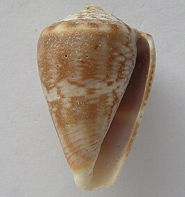 Conus encaustus