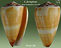 Conus ferrugineus Hwass in Bruguière, J.G., 1792