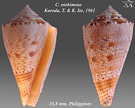 Conus otohimeae