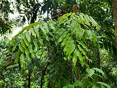 Small tree in Cairns