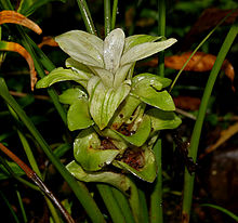 Curcuma Caesia