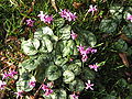 Cyclamen coum