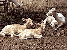 White variants of fallow deer in the Beijing Zoo Dama dama. Albinos.jpg