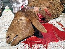 A sheep subjected to halal slaughter Dhabihah dhbH slmy gwsfnd 02.jpg