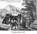 Die Gartenlaube (1860) b 828.jpg Affenpinscher, Hirtenhund und Mops Originalzeichnung von Wegener in Dresden