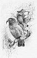 File:Die Gartenlaube (1896) b 0788.jpg Der Kea-Nestor Nach dem Leben gezeichnet von W. Kuhnert