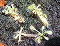 Drosera capensis "giant" since 28.01.2014