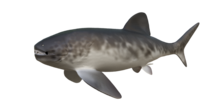 Reconstructed using the publication from Ferron et al, 2017, and the arthrodire with fins preserved, Amazichthys.