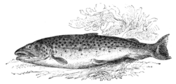 Fig. 22.—The Common Trout.