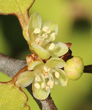 The flowers of M. astonii are inconspicuous, being pale and only 3 mm across.