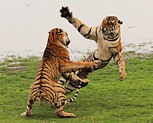 A photograph of two tigers fighting