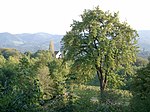 Speierling (Sorbus domestica)