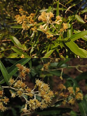 Flores de Moquiniastrum