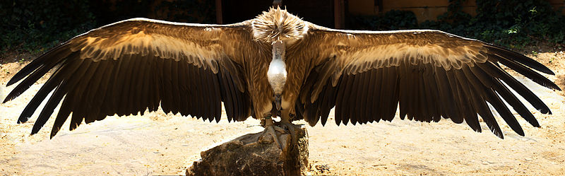 800px-Griffon_Vulture_Plzeň_zoo_2012.jpg