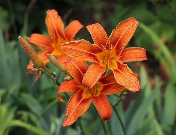 雨后花园中的杂交萱草花（摄于乌克兰文尼察）