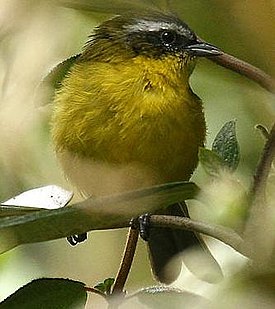 Светлобровый хемиспингус (Hemispingus superciliaris)