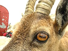 head of alpine ibex close to a small mountain hut