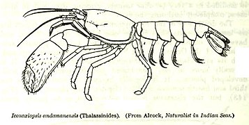 Eiconaxius andamanensis