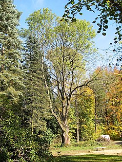 Chráněný jasan v bývalém lázeňském parku (říjen 2017)