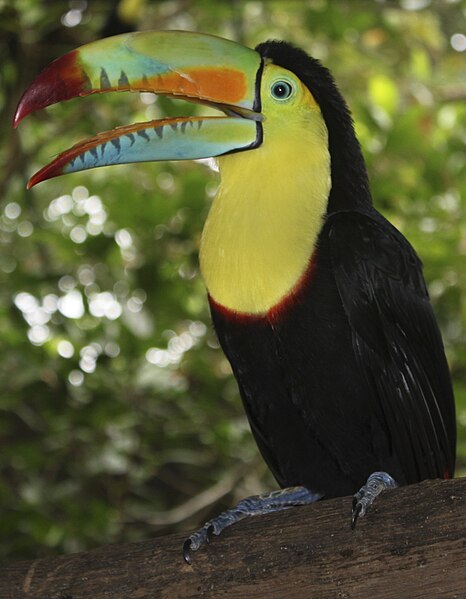 File:Keel-billed toucan.jpg
