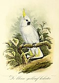 Keulemans 1869