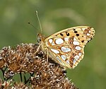 Issoria lathonia – Flügelunterseite