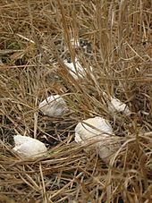 Exkrementy varana komodského: bílé hrudky ve vysoké trávě, mezi tím hnědá hromádka.