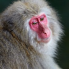 Portret makaka japońskiego
