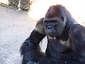 Gorilla (Gorilla gorilla) al Zoo de la Palmyre.